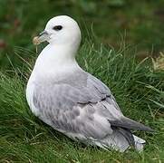 Northern Fulmar