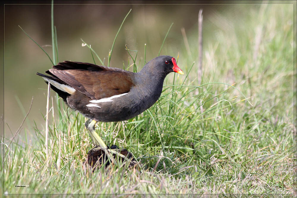 Common Moorhen