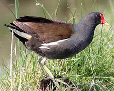 Common Moorhen