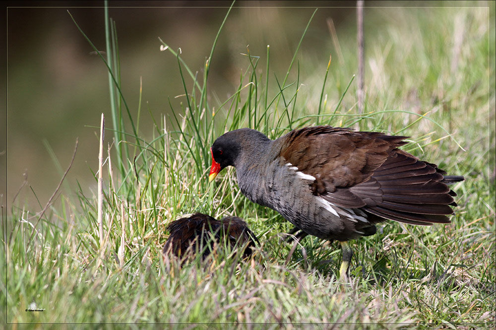 Common Moorhen