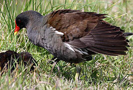 Gallinule poule-d'eau