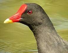 Gallinule poule-d'eau