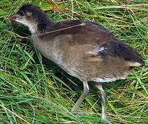 Gallinule poule-d'eau