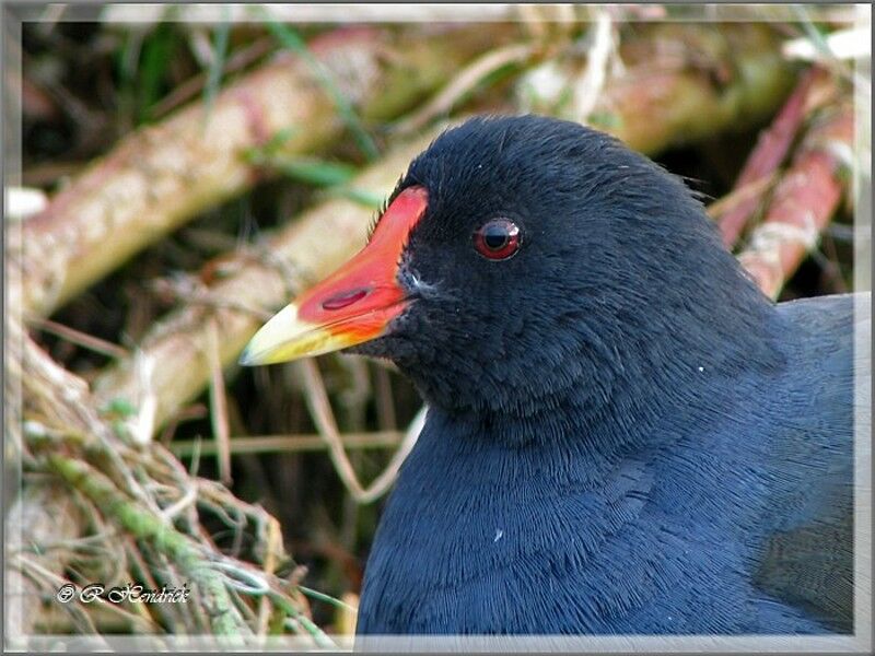 Gallinule poule-d'eau