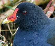 Gallinule poule-d'eau