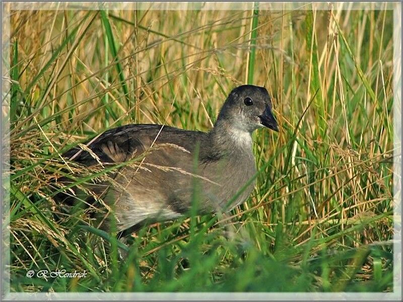 Gallinule poule-d'eau