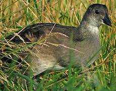 Common Moorhen