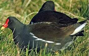 Common Moorhen