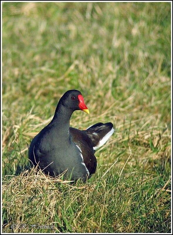 Common Moorhen