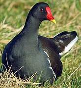 Common Moorhen