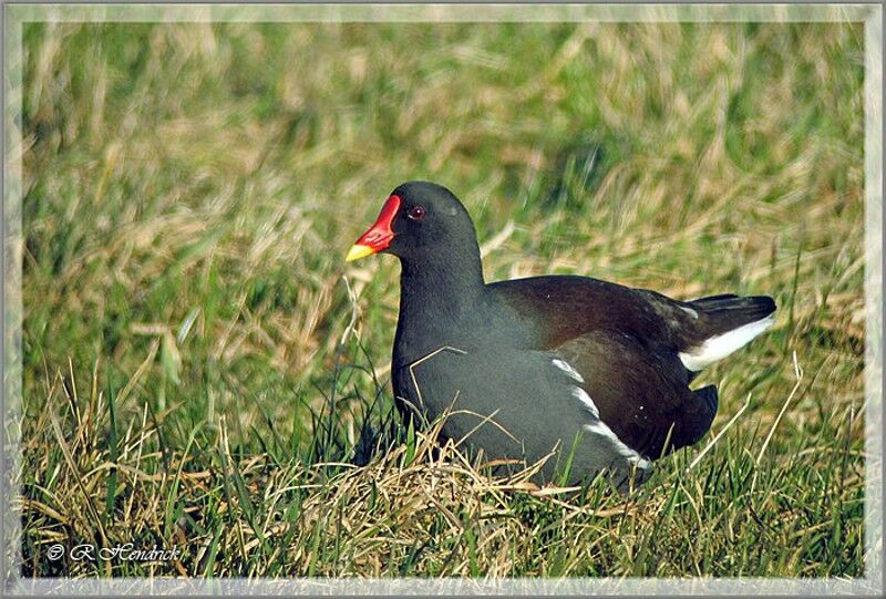 Common Moorhen