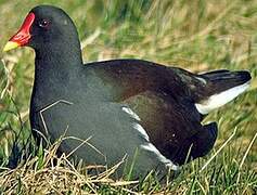 Common Moorhen