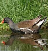 Gallinule poule-d'eau