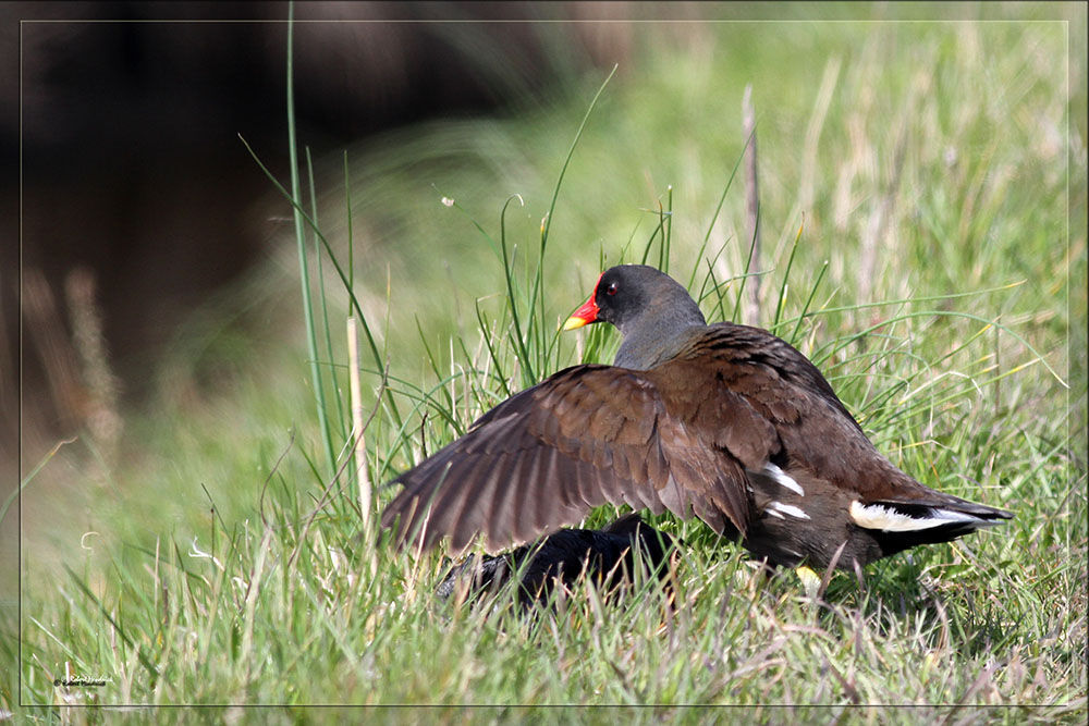 Common Moorhen