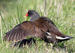 Gallinule poule-d'eau