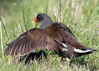 Gallinule poule-d'eau