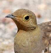 Namaqua Sandgrouse