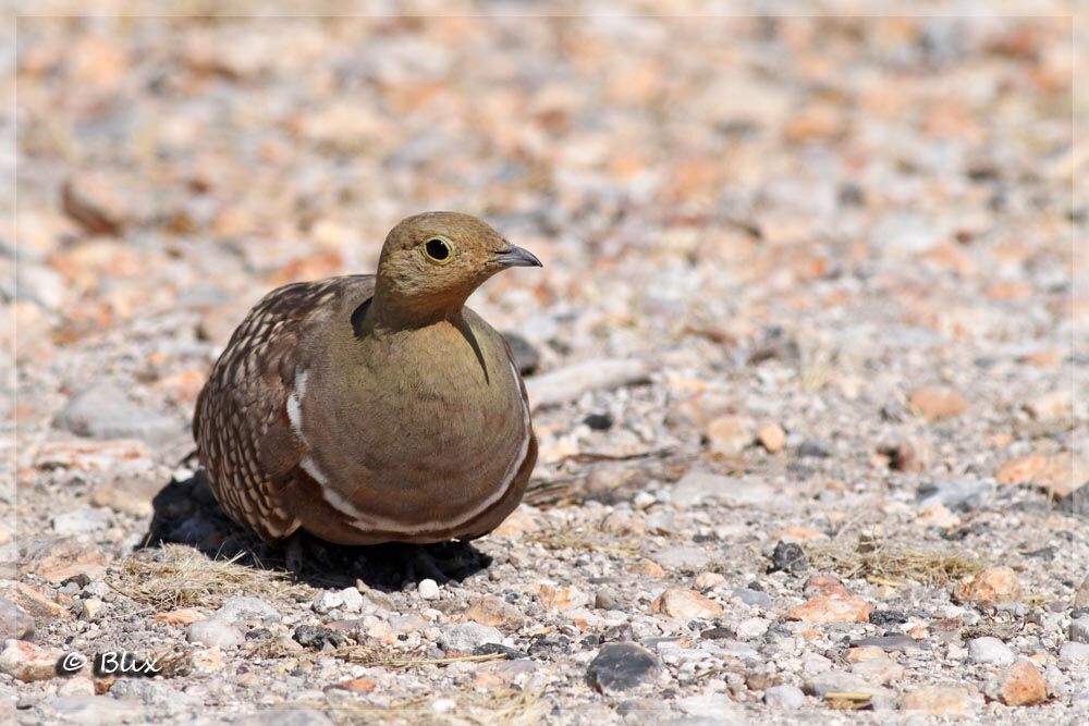 Namaqua Sandgrouse