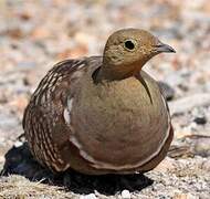 Namaqua Sandgrouse