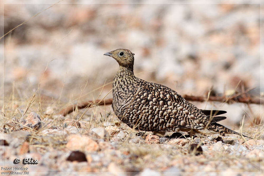 Ganga namaqua femelle adulte, identification