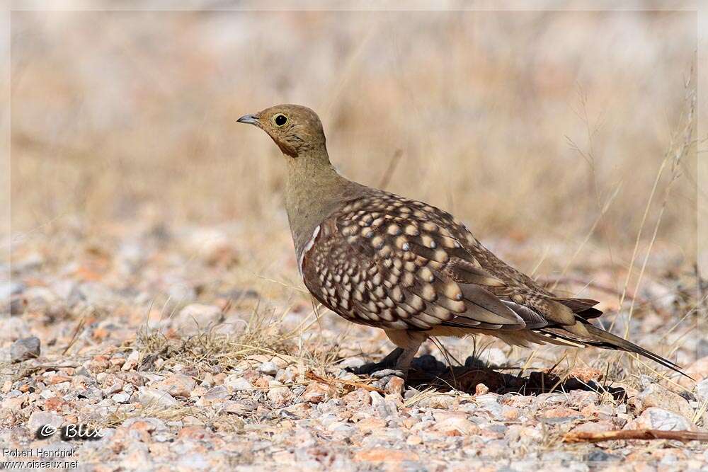 Namaqua Sandgrouse male adult