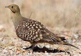 Namaqua Sandgrouse