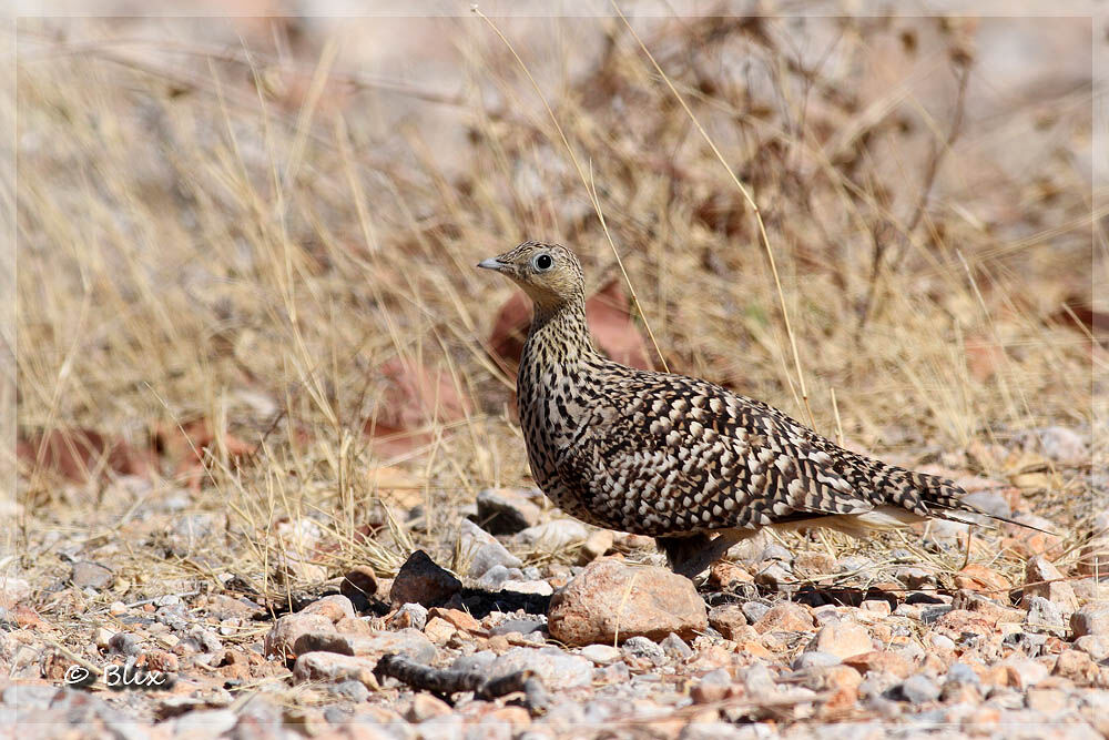 Namaqua Sandgrouse