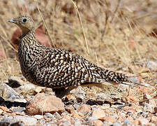 Namaqua Sandgrouse