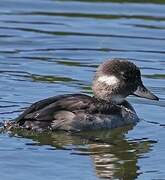 Bufflehead