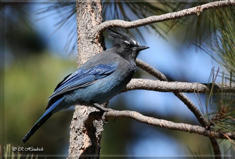 Steller's Jay