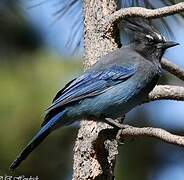 Steller's Jay