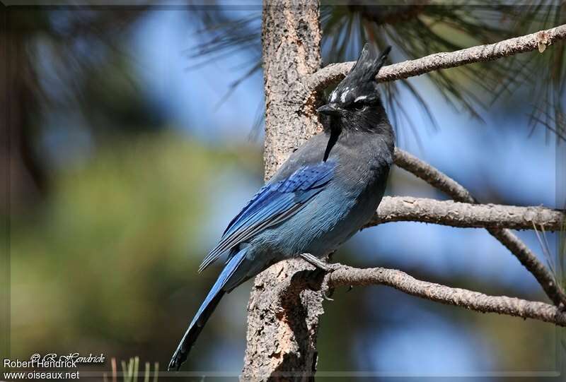 Steller's Jayadult, habitat, pigmentation