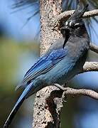 Steller's Jay