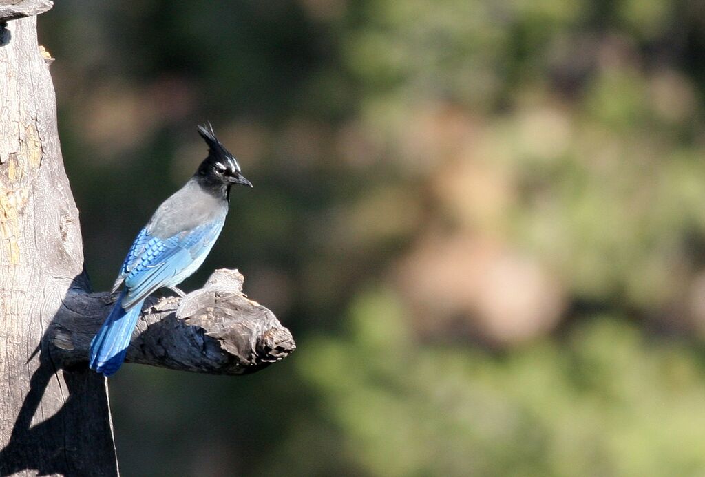 Steller's Jay