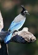 Steller's Jay