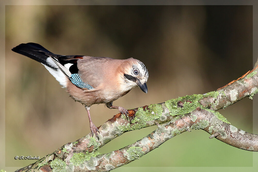 Eurasian Jay