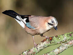 Eurasian Jay