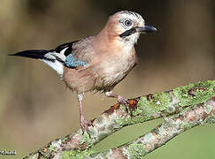 Eurasian Jay