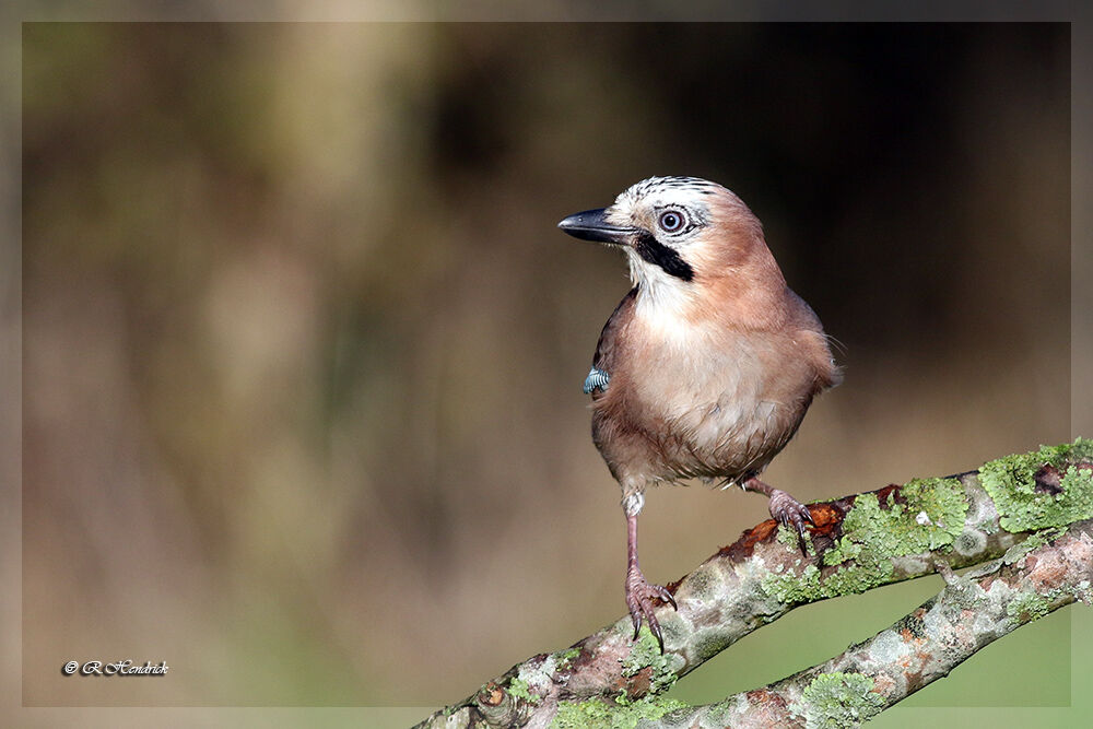 Eurasian Jay