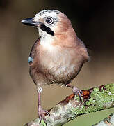 Eurasian Jay