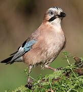 Eurasian Jay