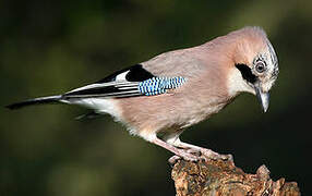 Eurasian Jay