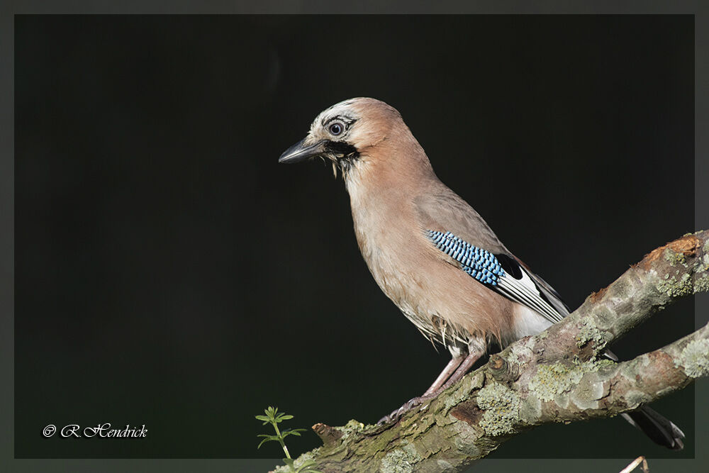 Eurasian Jay