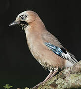 Eurasian Jay