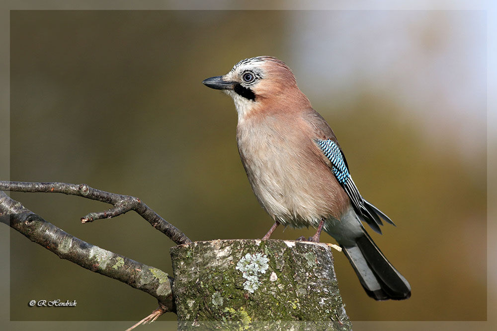 Eurasian Jay