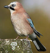 Eurasian Jay