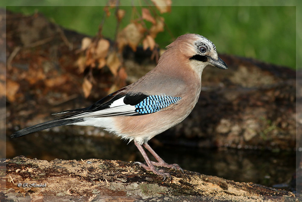 Eurasian Jay