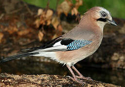 Eurasian Jay