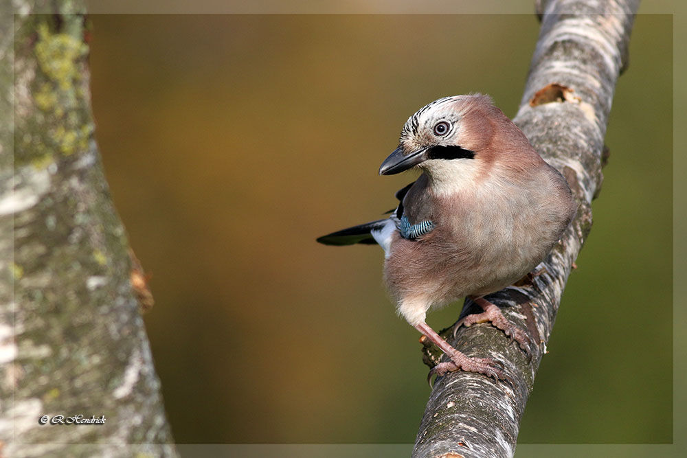 Eurasian Jay