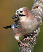 Eurasian Jay